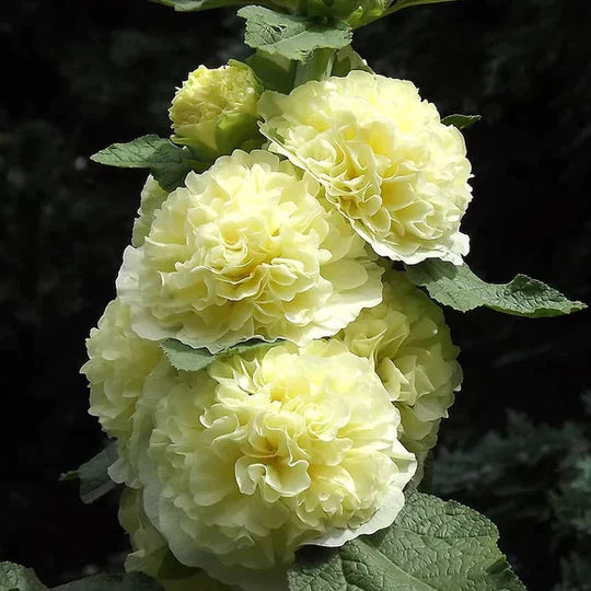 BloomBurst™ — Transform Your Garden Into a Showstopper | 50% Off