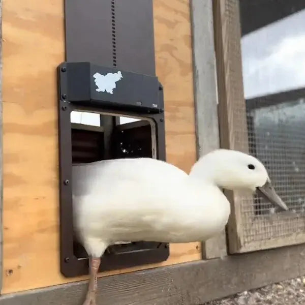 Automatic Chicken Coop Door - Predator-Proof, Weather-Resistant with Simple Installation