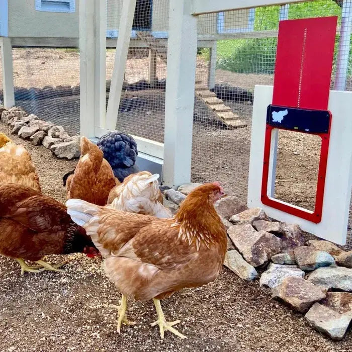 Automatic Chicken Coop Door - Predator-Proof, Weather-Resistant with Simple Installation