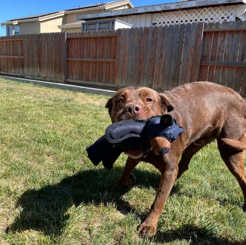 BearTough - Long-Lasting Chew Toy