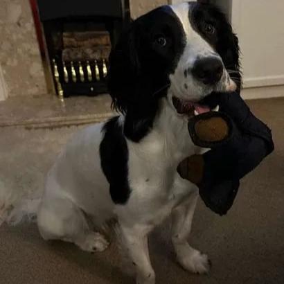 BearTough - Long-Lasting Chew Toy