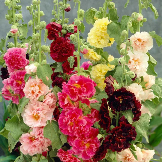 BloomBurst™ — Transform Your Garden Into a Showstopper | 50% Off