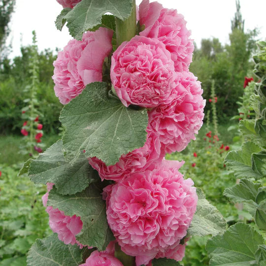 BloomBurst™ — Transform Your Garden Into a Showstopper | 50% Off