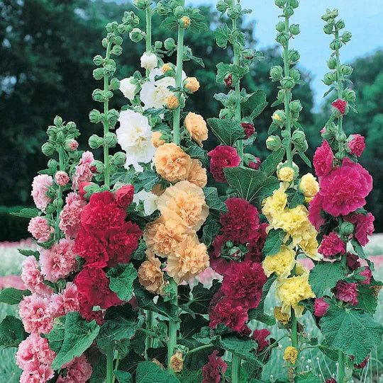 BloomBurst™ — Transform Your Garden Into a Showstopper | 50% Off