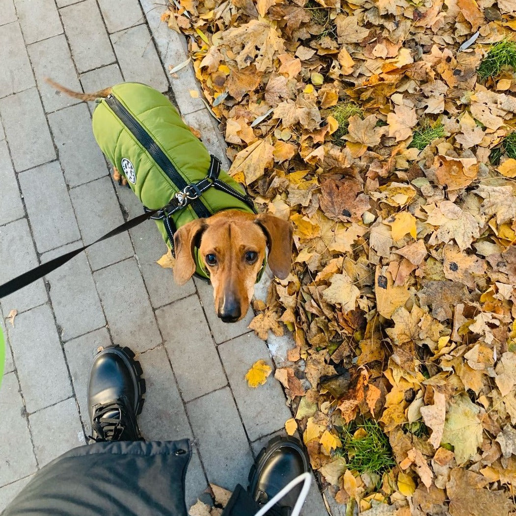 BraveTail™ Weather Jacket — Wrap Your Dog in Cozy Warmth and Effortless Control, Rain or Shine