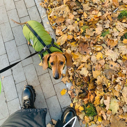 BraveTail™ Weather Jacket — Wrap Your Dog in Cozy Warmth and Effortless Control, Rain or Shine