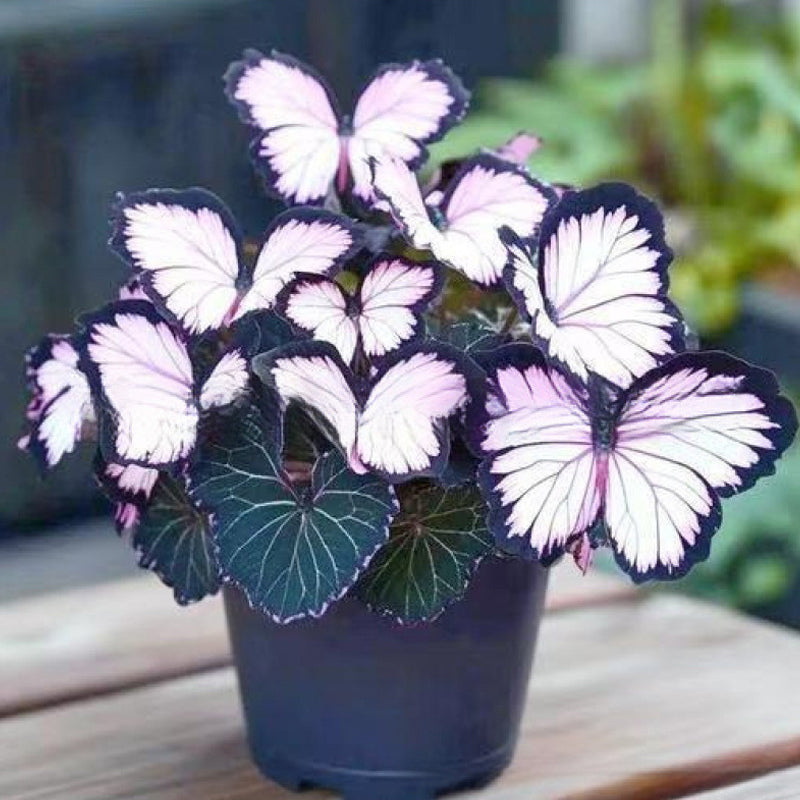 LunaWing™ Butterfly Bloom Seeds — Watch Your Garden Spark Magic with Stunning Butterfly Blooms