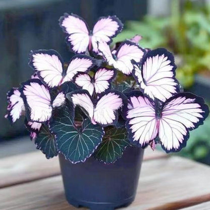 LunaWing™ Butterfly Bloom Seeds — Watch Your Garden Spark Magic with Stunning Butterfly Blooms