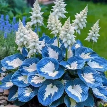 ShadeBloom™ — Transform Shadowy Corners into Vibrant, Lush Garden Magic