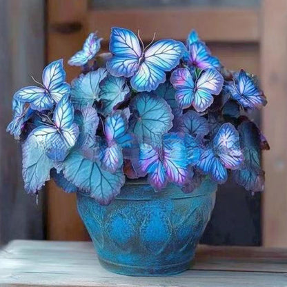 LunaWing™ Butterfly Bloom Seeds — Watch Your Garden Spark Magic with Stunning Butterfly Blooms