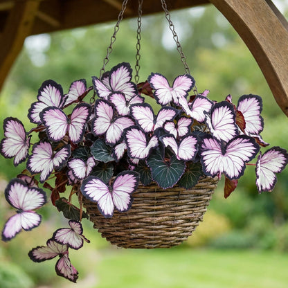 LunaWing™ Butterfly Bloom Seeds — Watch Your Garden Spark Magic with Stunning Butterfly Blooms