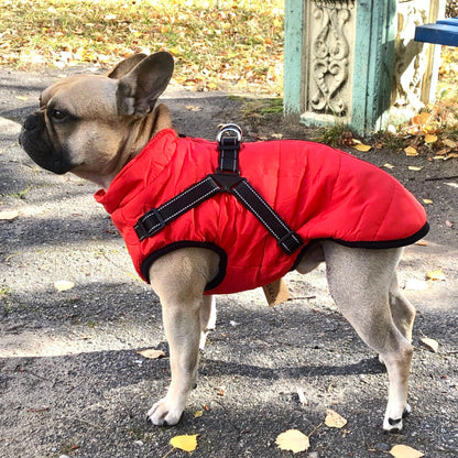 BraveTail™ Weather Jacket — Wrap Your Dog in Cozy Warmth and Effortless Control, Rain or Shine