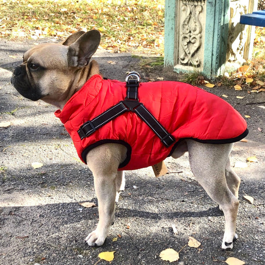 BraveTail™ Weather Jacket — Wrap Your Dog in Cozy Warmth and Effortless Control, Rain or Shine