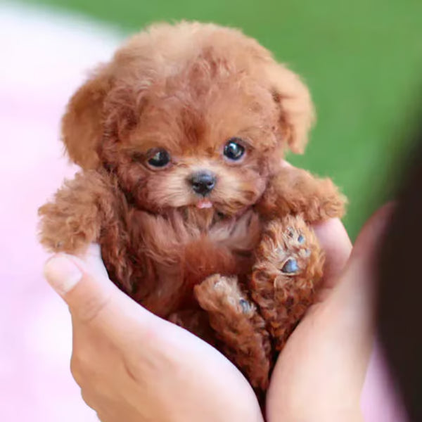 FurEverJoy™ — Feel Heartwarming Puppy Magic Without the Mess or Noise