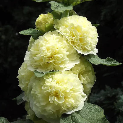 BloomBurst™ — Transform Your Garden Into a Showstopper | 50% Off
