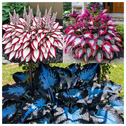 ShadePulse™ — Revive Every Shadow with Effortless, Vibrant Garden Life