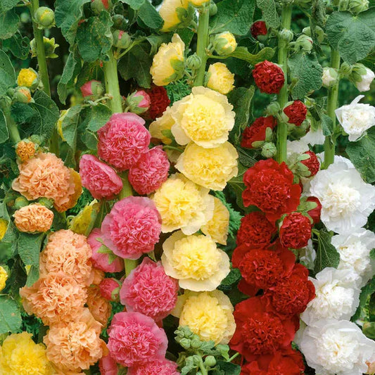 BloomBurst™ — Transform Your Garden Into a Showstopper | 50% Off