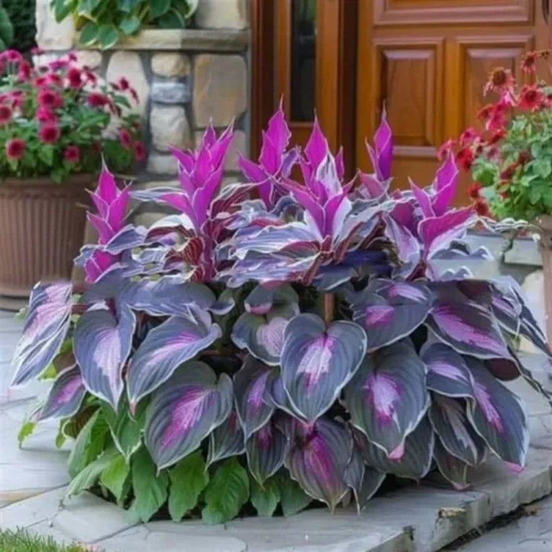 ShadeBloom™ — Transform Shadowy Corners into Vibrant, Lush Garden Magic