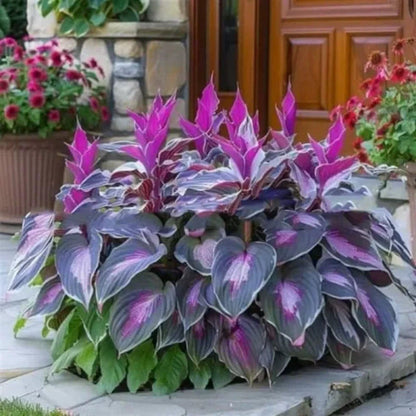 ShadeBloom™ — Transform Shadowy Corners into Vibrant, Lush Garden Magic