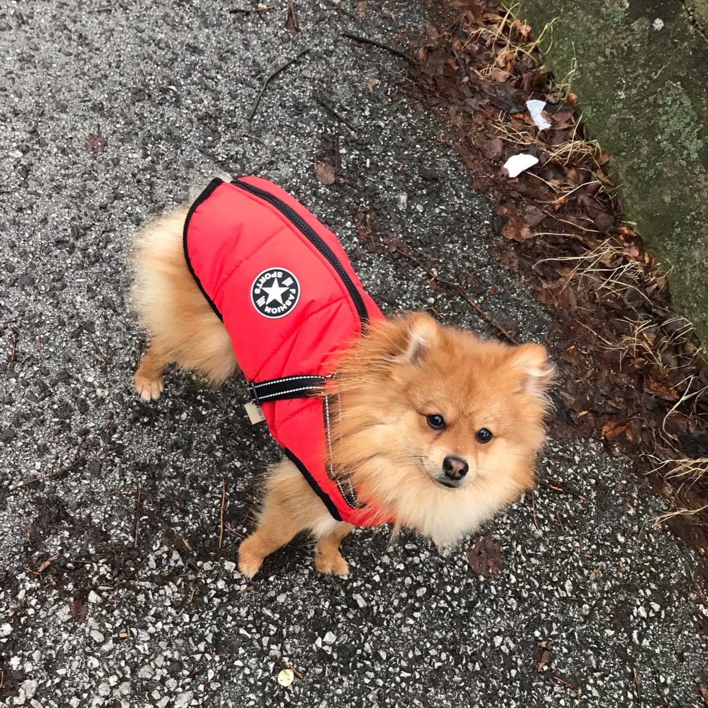 BraveTail™ Weather Jacket — Wrap Your Dog in Cozy Warmth and Effortless Control, Rain or Shine