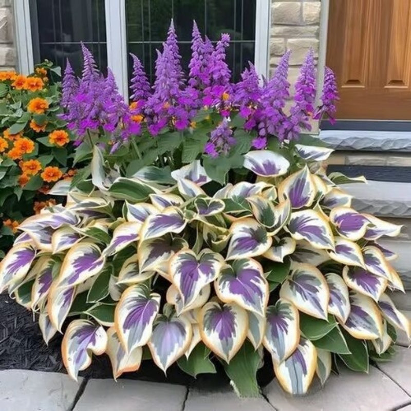 ShadeBloom™ — Transform Shadowy Corners into Vibrant, Lush Garden Magic