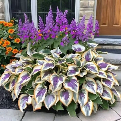 ShadeBloom™ — Transform Shadowy Corners into Vibrant, Lush Garden Magic