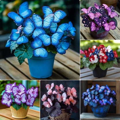 LunaWing™ Butterfly Bloom Seeds — Watch Your Garden Spark Magic with Stunning Butterfly Blooms
