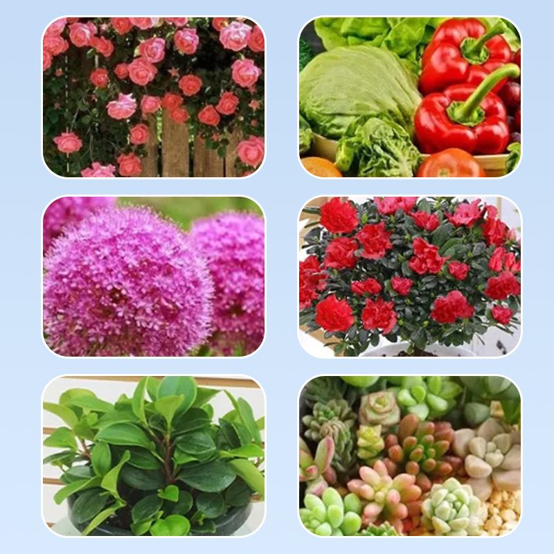 FloraLux™ — Ignite Explosive Blooms That Captivate Every Eye