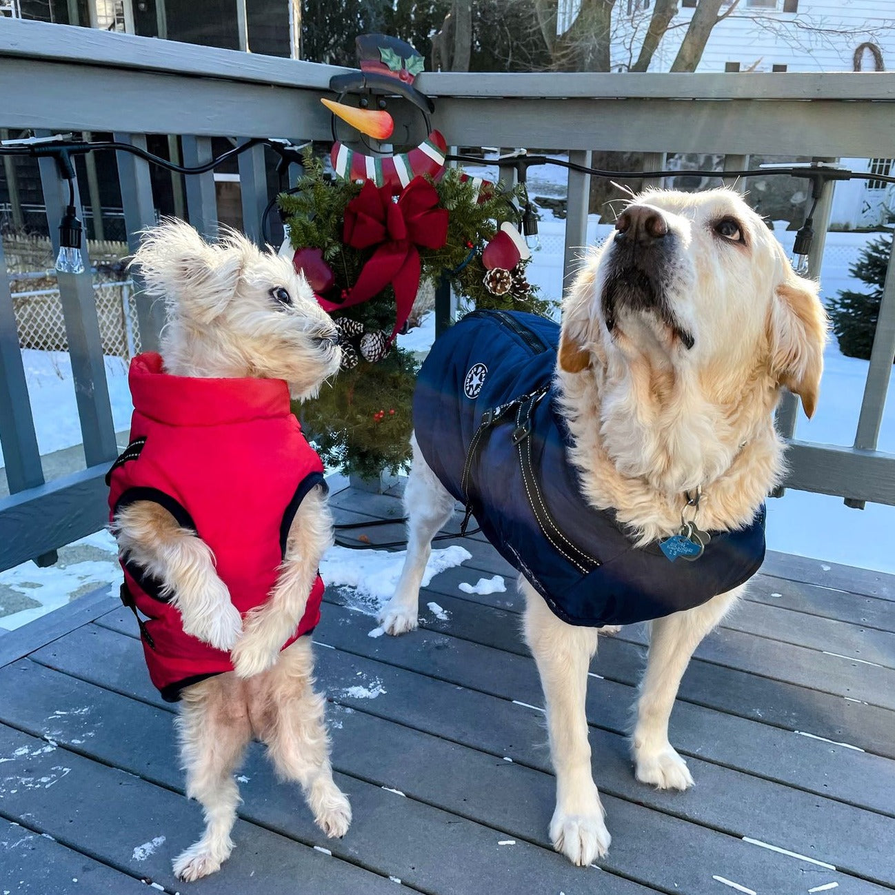 BraveTail™ Weather Jacket — Wrap Your Dog in Cozy Warmth and Effortless Control, Rain or Shine
