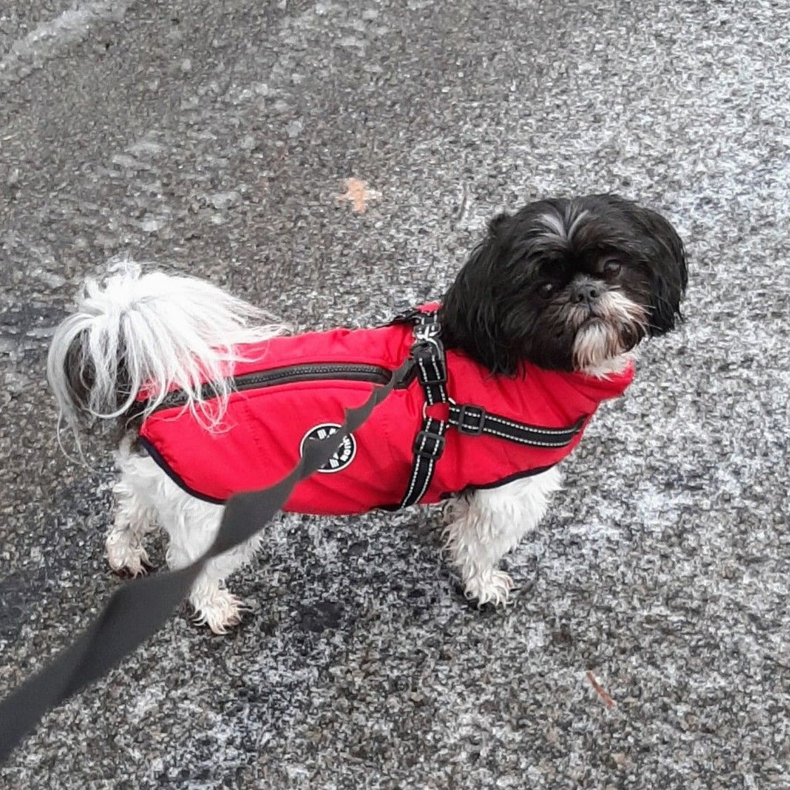 BraveTail™ Weather Jacket — Wrap Your Dog in Cozy Warmth and Effortless Control, Rain or Shine