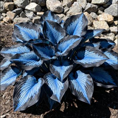 ShadePulse™ — Revive Every Shadow with Effortless, Vibrant Garden Life
