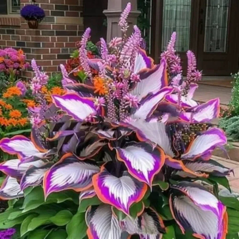 ShadeBloom™ — Transform Shadowy Corners into Vibrant, Lush Garden Magic