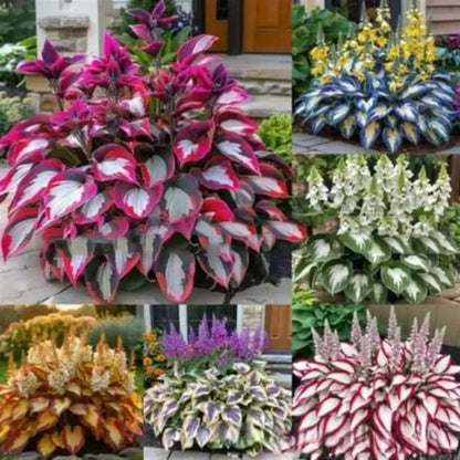 ShadeBloom™ — Transform Shadowy Corners into Vibrant, Lush Garden Magic