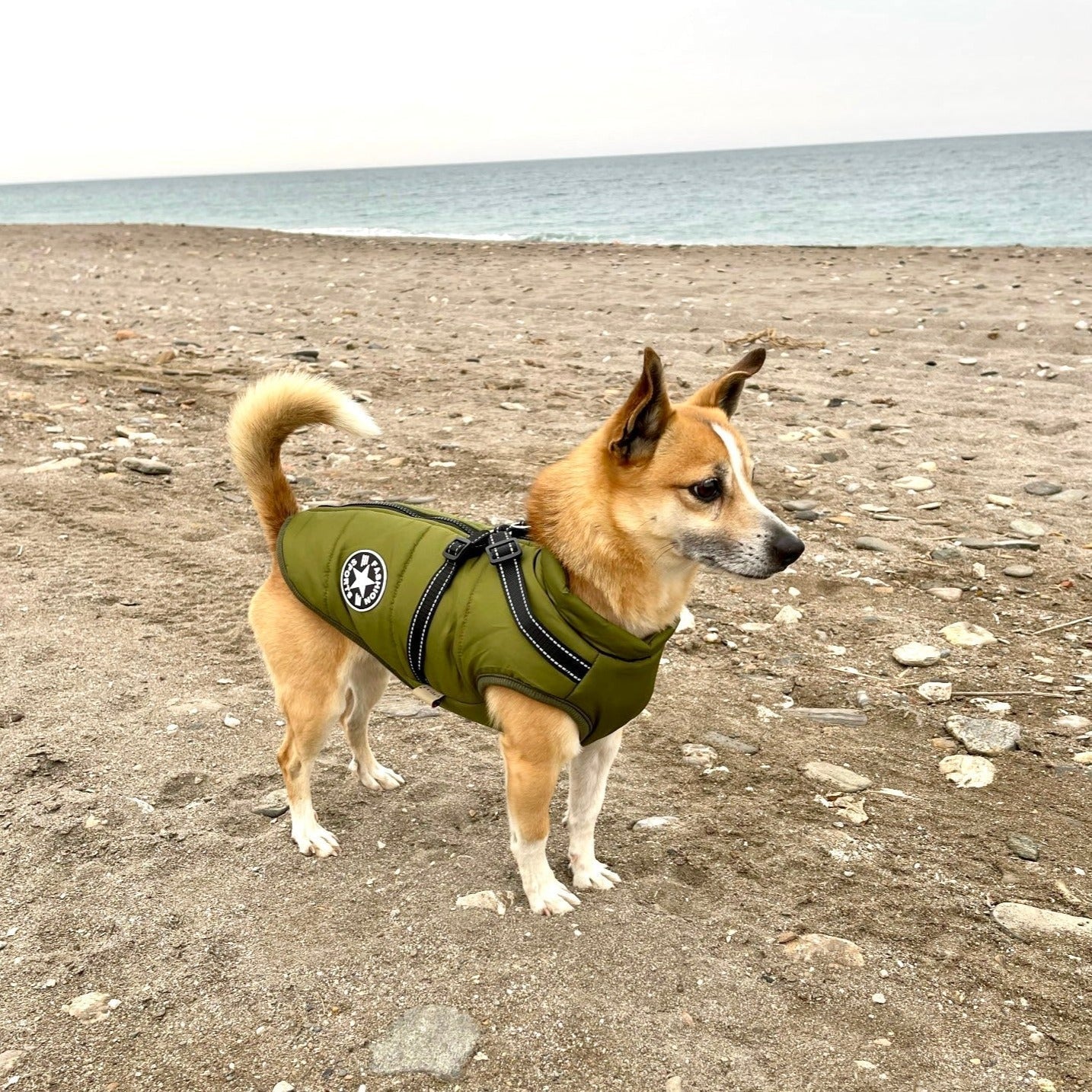 BraveTail™ Weather Jacket — Wrap Your Dog in Cozy Warmth and Effortless Control, Rain or Shine