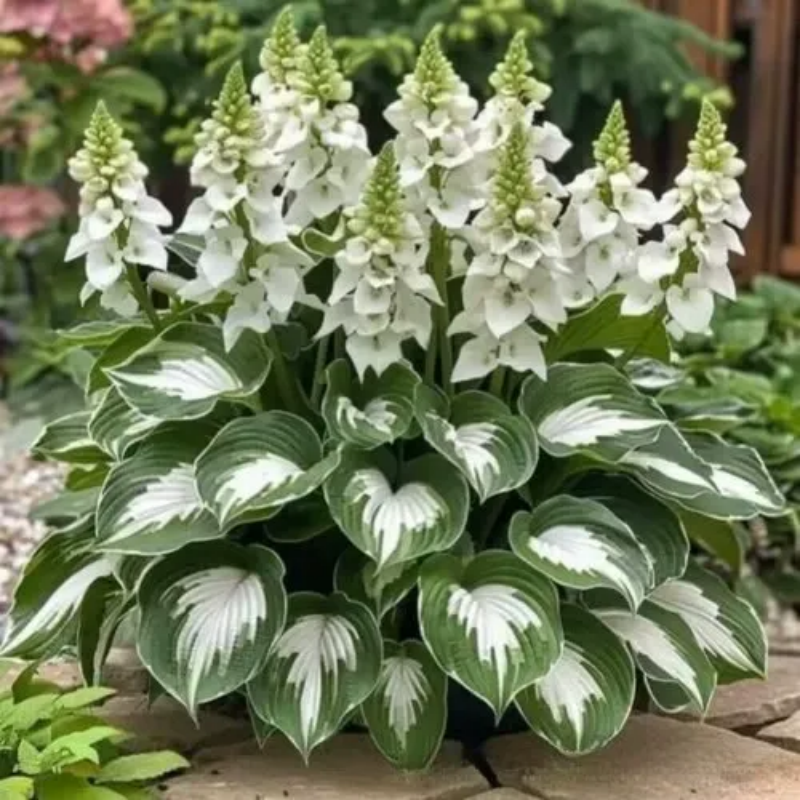 ShadeBloom™ — Transform Shadowy Corners into Vibrant, Lush Garden Magic
