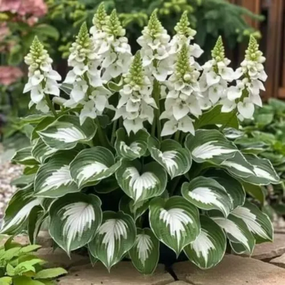 ShadeBloom™ — Transform Shadowy Corners into Vibrant, Lush Garden Magic