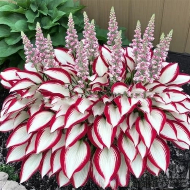 ShadeBloom™ — Transform Shadowy Corners into Vibrant, Lush Garden Magic