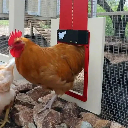 Automatic Chicken Coop Door - Predator-Proof, Weather-Resistant with Simple Installation