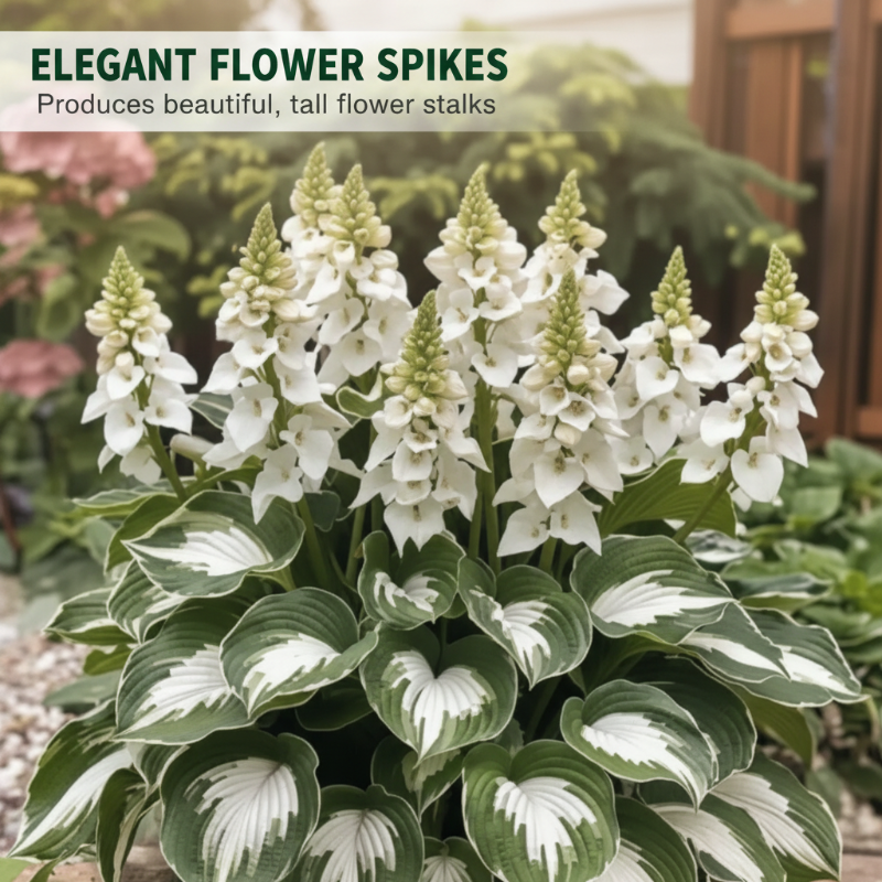 ShadeBloom™ — Transform Shadowy Corners into Vibrant, Lush Garden Magic