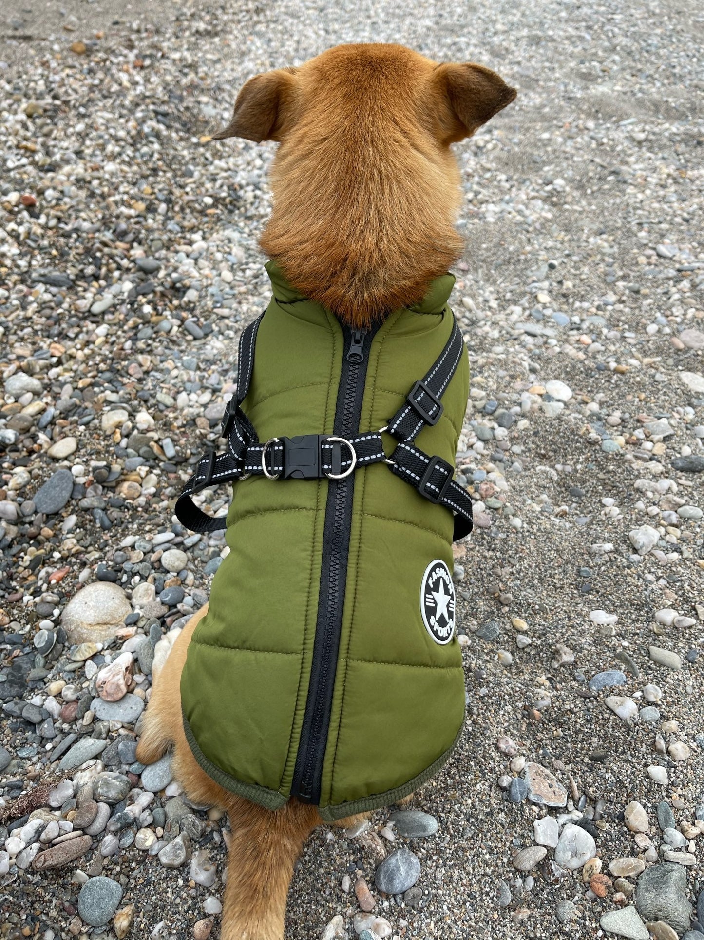 BraveTail™ Weather Jacket — Wrap Your Dog in Cozy Warmth and Effortless Control, Rain or Shine