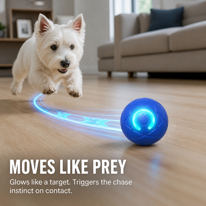 DashRoll™ — Tire Out Your Dog’s Energy Hands-Free While You Work