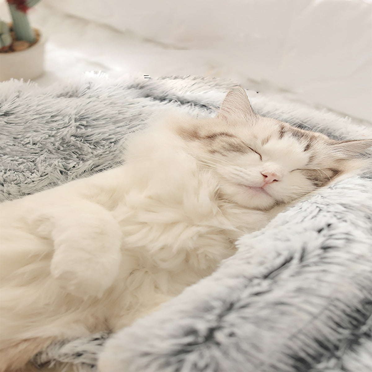 Snugpaws™ — Cozy Calm for Anxious Pets | 50% Off