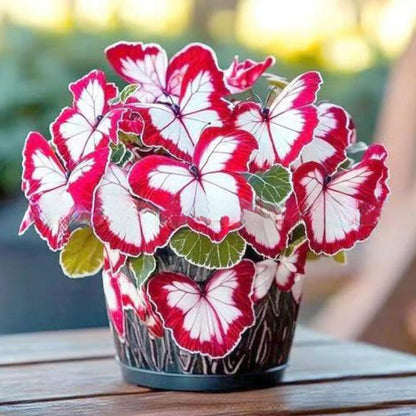 LunaWing™ Butterfly Bloom Seeds — Watch Your Garden Spark Magic with Stunning Butterfly Blooms