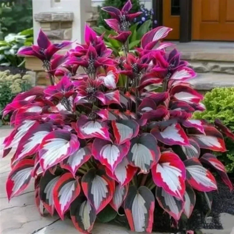 ShadeBloom™ — Transform Shadowy Corners into Vibrant, Lush Garden Magic