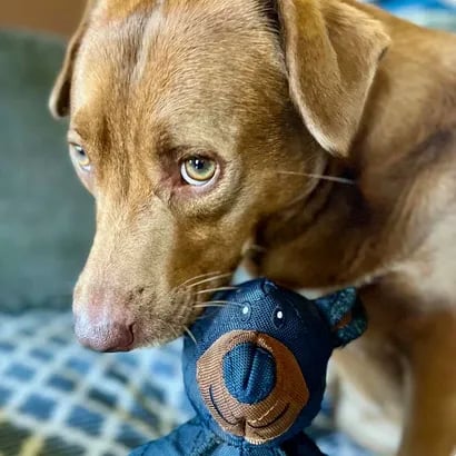 BearTough - Long-Lasting Chew Toy