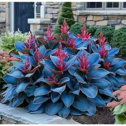 ShadeBloom™ — Transform Shadowy Corners into Vibrant, Lush Garden Magic
