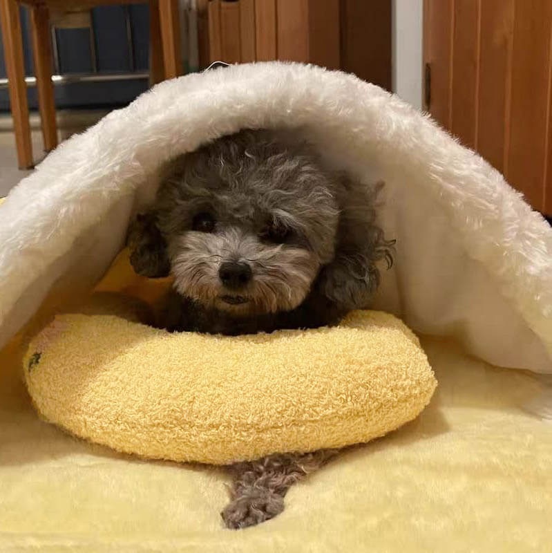 SereneRest™ — The Ultimate Calm Haven for Happy, Pain-Free Dogs