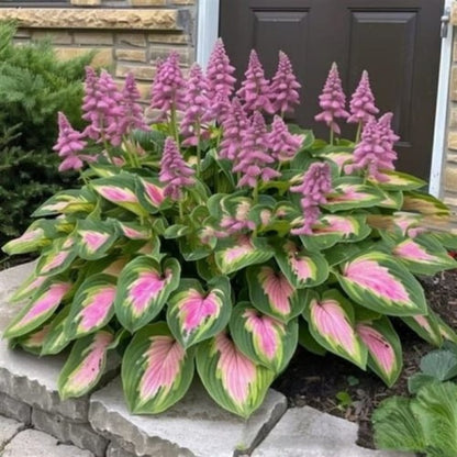 ShadeBloom™ — Transform Shadowy Corners into Vibrant, Lush Garden Magic