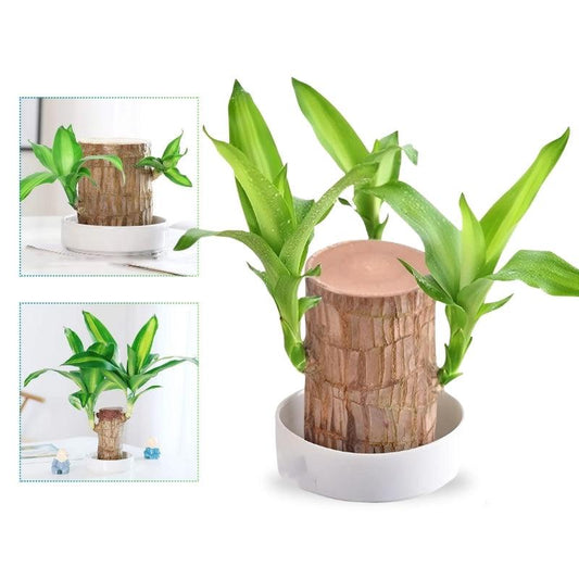 Brazilian Miracle-Wood™ — Ignite Instant Luck and Calm Your Mind Effortlessly