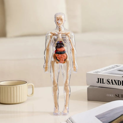 AnatoView – Transparent 3D Body Structure Model